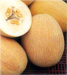 Seminte Pepene galben Ananas Fez
